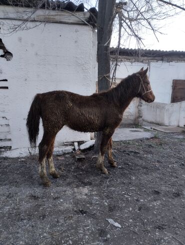 Лошади, кони: Продаю | Жеребенок | Конный спорт | Племенные — 3