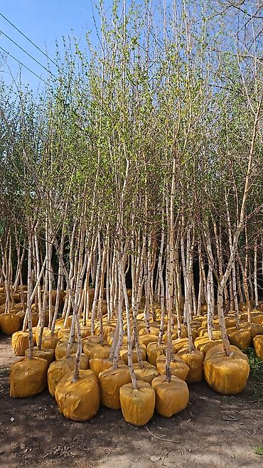 Семена газона: Газонные семена и почвосмеси для газона - Марки: Green Field — 17