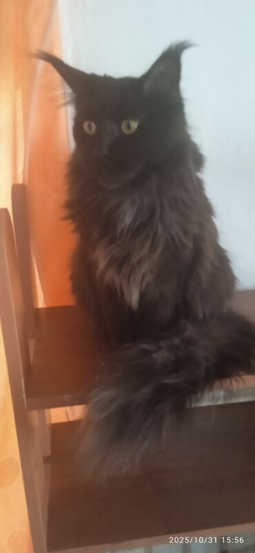 чао чао собака цена: Мейн-кун, 1 год, Девочка, Черный