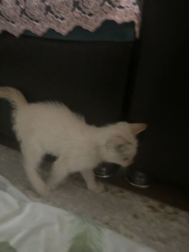 скоттиш страйт шотландская прямоухая кошка: Кошка даром: Беспородная, 2 месяца, Девочка