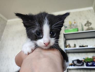 котята норвежской лесной кошки: Майнкун метисы Отец - дворовой крутыш🦁(крупный) Мать - Майнкун к — 4
