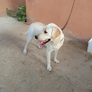 İtlər: Labrador-retriver, 11 ay, Dişi — 7