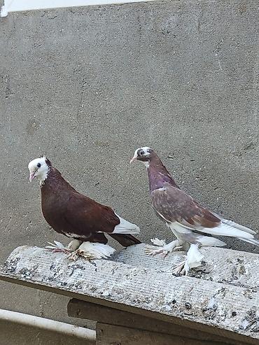 göyərcin: Ağ başlı, ayaqları tüklü bəzək göyərçinləri. Şəkildə iki ədəd göyərçin — 1