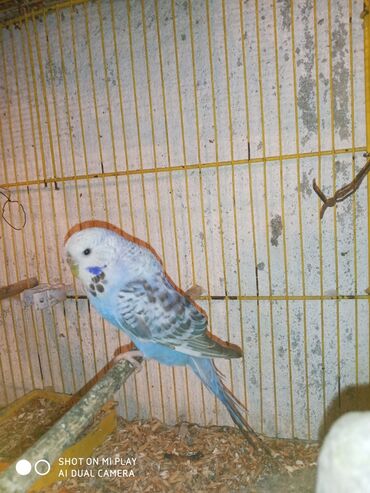 Digər quşlar: Çex cütler satılır papuqaylar təmiz qan vıstıvıcnıy vıstıvka sərgi — 10