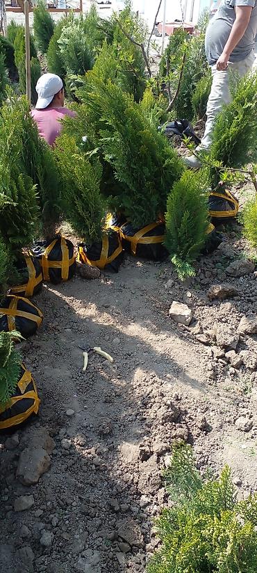 Другие товары для дома: Саженцы роз оптом — 19