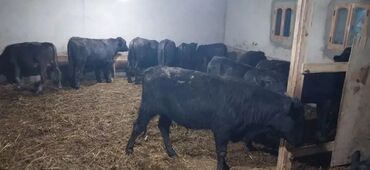 ящик под инструменты: Продаю | Корова (самка), Бык (самец), Тёлка | Ангус, Герефорд, Голштин | На откорм, На забой, Для разведения | Племенные