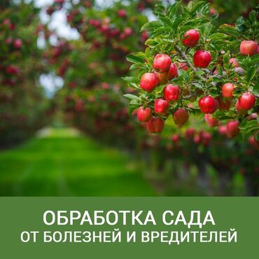 Другие услуги: 🌿 Обработка плодовых деревьев!
🌿 Обработка хвойных деревьев !