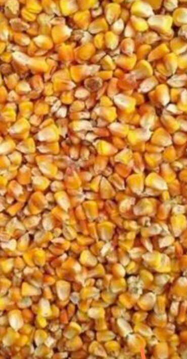 рушенная кукуруза: Продаю Кукурузу рушенную Маями сорт 1.5 тонна есть