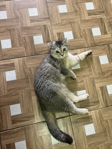 кролик французский баран: Шотландская прямоухая кошка. Шерсть серого цвета,плотная,мягкая. В