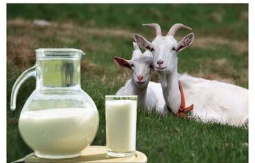 эркек козу: ПРОДАЕТСЯ КОЗЬЕ МОЛОКО!!! Это молоко очень полезно для желудка и
