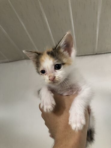 наполнитель для животных: 3 месяца, Девочка, Приучена к лотку