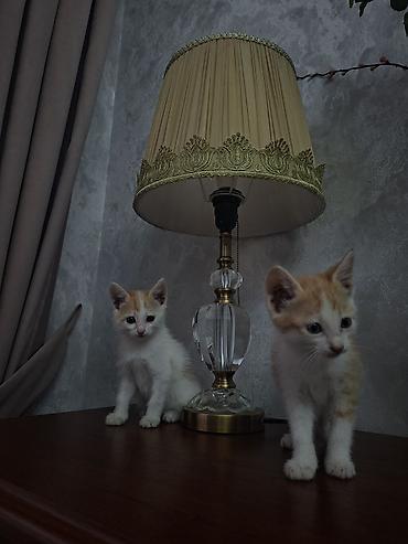 рыжий: Милые котята отправляются в новую семью.😍😍🎁🎁🎁💕💕💕💕 — 1