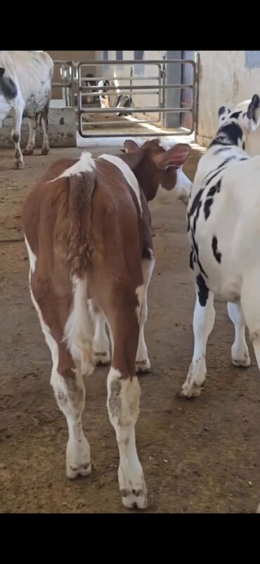 Dana, buzov: Məhsul: Dana (2 ədəd) Təsvir: - Cins tip: süd istiqamətli seleksiya – — 6