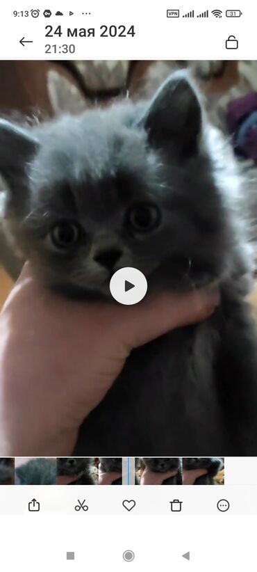 Коты: Продаю шатланского катенка мальчик г ош