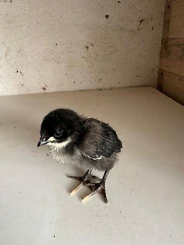 Куры, петухи: Продаю | Инкубационные яйца | Для разведения — 2