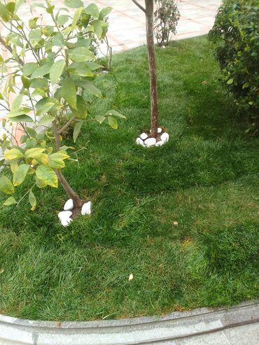 Bağbanlar: Salam bağ evlərində, Abyektlərdə parklarda bağban xidməti görülür — 3