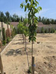 Torpaq sahələrinin satışı: 8 sot, Mülkiyyətçi, Kupça (Çıxarış) -da lalafo.az — 24 Torpaq sahələrinin satışı: 8 sot, Mülkiyyətçi, Kupça (Çıxarış) — 24