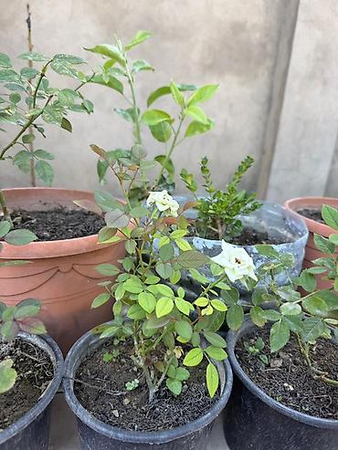 sitili: Qabda mini qızılgül kolları - Rənglər: ağ və qırmızı sortlar - — 1