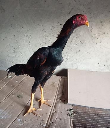 vendam kendi: Salam. Güclü cinsi heyvanlar satiram. Meydanliqdir. Ətraflı məlumat — 8