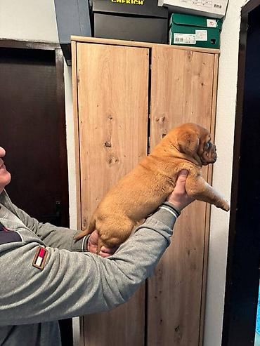 Psi: Na prodaju štenci bordoške doge. Štenci su vrlo kvalitetni i zdravi — 11