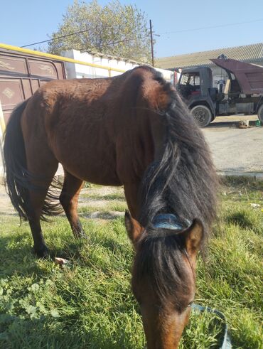 Atlar: Yük və kənd təsərrüfatı işləri üçün at - Rəng: qəhvəyi - Boy: orta - — 7