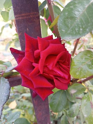 Продажа домов: Дача, 60 м², 3 комнаты — 12