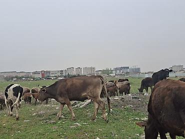 Коровы, быки: Продаю | Корова (самка) | Для разведения — 7