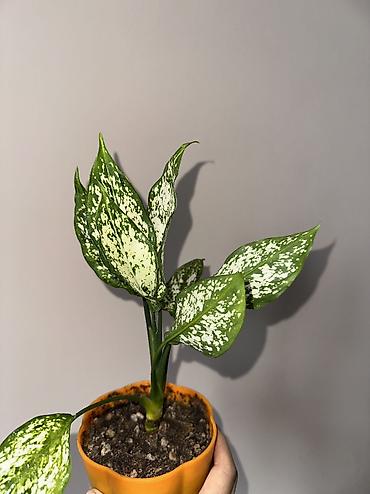 Аглаонемы: 1) сциндапсус расписной 500(с опорой металическая) 2) эпипрмиум — 6