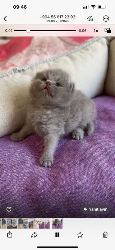 Pişiklər: Şotland yastı qulaq, Erkək, Dişi, Yaxşı əllərə, Ünvandan götürmə, Pulsuz çatdırılma, Ödənişli çatdırılma — 34