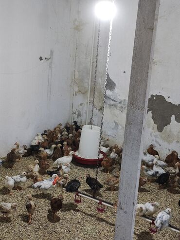 pişiyə verilən adlar: Toyuq cücələri, Damazlıq, Ödənişli çatdırılma