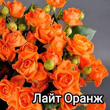 садовые розы: Саженцы — 5