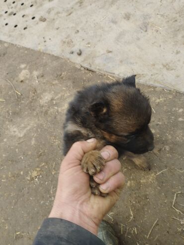 сколько стоит собака немецкая овчарка: Овчарка, 1 месяц, Самка