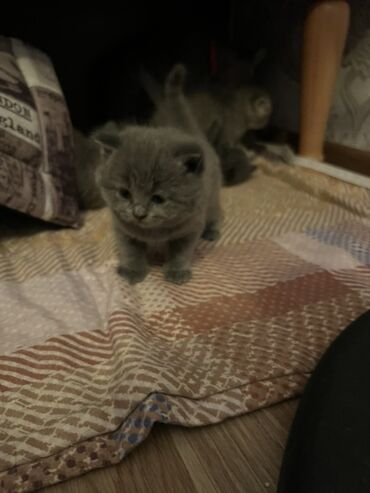 Pişiklər: Britan, Erkək, Dişi, Ünvandan götürmə -da lalafo.az — 6 Pişiklər: Britan, Erkək, Dişi, Ünvandan götürmə — 6