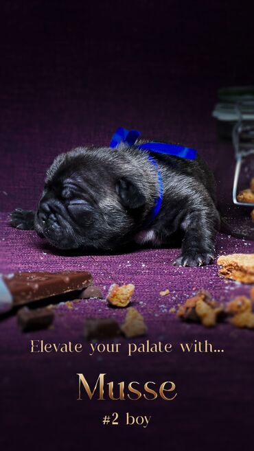 Psi: Predstavljamo VRHUNSKO leglo FRANCUSKOG BULDOGA od 3 prelepa dečaka i — 3