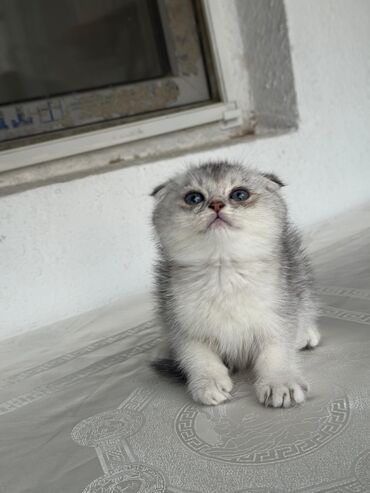 Pişiklər: Şotland, Erkək, Dişi, Yaxşı əllərə, Ünvandan götürmə, Pulsuz çatdırılma, Ödənişli çatdırılma — 10