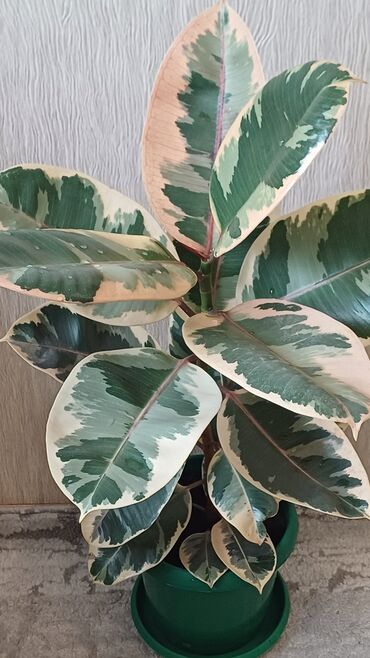 Фикусы: Фикус эластика. Триколор. - Высота растения: примерно 60–70 см от — 6