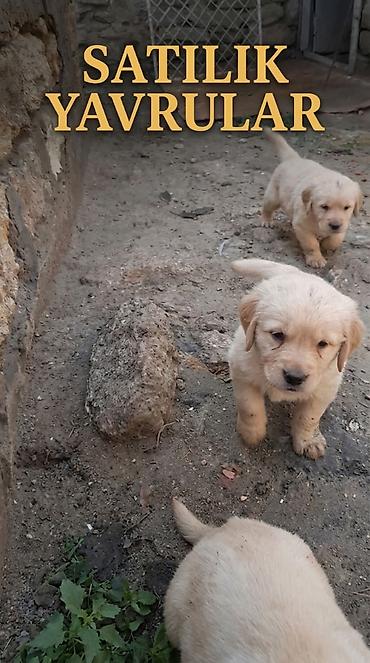 dok it: 🐕 əsi̇l ci̇ns rotveyler balalari — xüsusi̇ qi̇ymət! 🔥 700 azn əvəzinə — 2