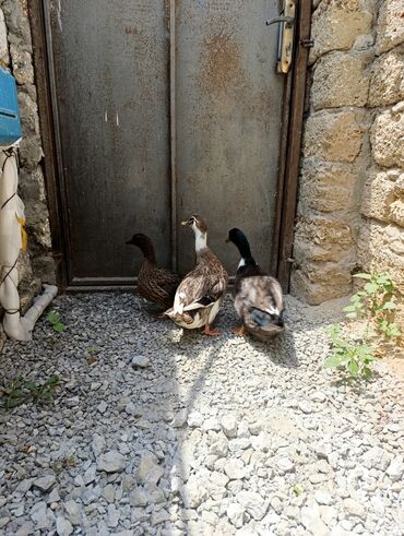 göyərçin yuvasi: Göyərçinlər