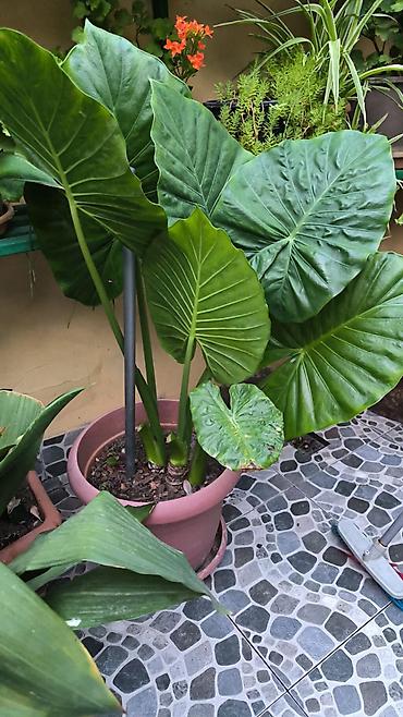 Böyük yarpaqlı dekorativ tropik bitki – Alocasia (Fil qulağı) saksıda