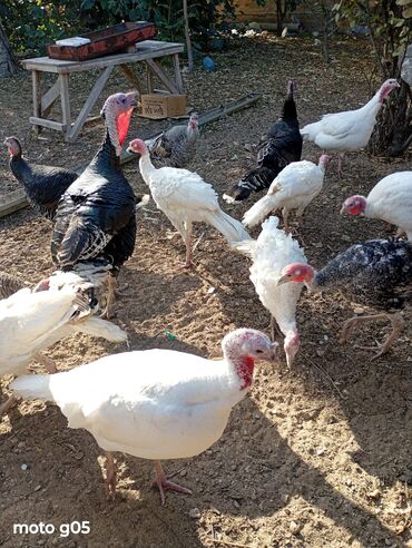 Hinduşka: Erkək, Damazlıq, Ünvandan götürmə — 11