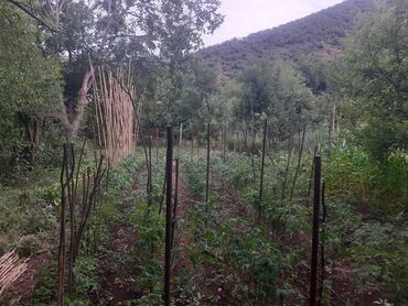 Torpaq sahələrinin satışı: 6 sot, Tikinti, Makler, Kupça (Çıxarış) — 9