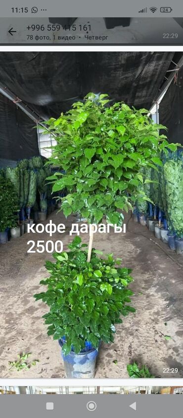 исламская одежда: Комнатные растения в горшках: - Кофейное дерево (кофе дарагы). Пышная