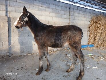 Другие с/х животные: ТАЙЛАР сатылат баасы 58 000 сом денсоолугу зынк at lalafo.kg — 1 Другие с/х животные: ТАЙЛАР сатылат баасы 58 000 сом денсоолугу зынк — 1