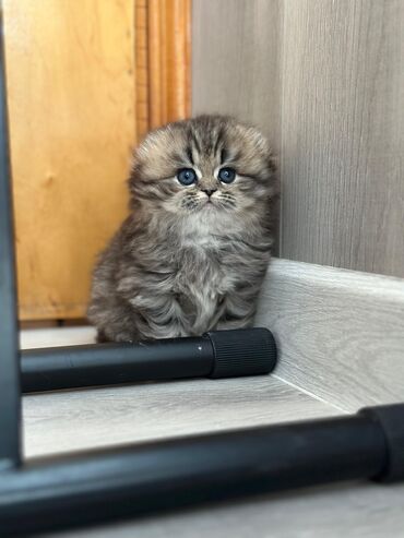 Pişiklər: Şinşilla, Dişi, Erkək, Yaxşı əllərə, Ödənişli çatdırılma, Ünvandan götürmə, Pulsuz çatdırılma — 8