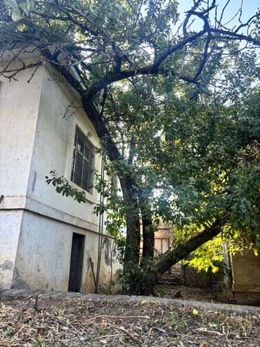 Kirayə torpaq sahələri: 13 sot İşıq — 10