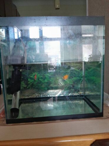 filter akvarium: Аквариум размеры длина 30 Обогреватель высота 30 isidici