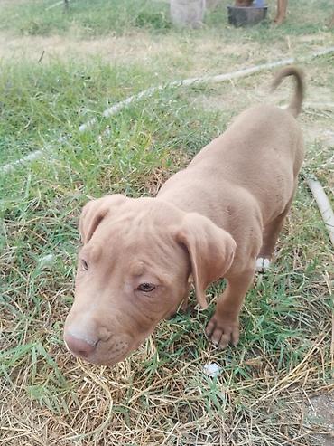 İtlər: Pitbul, 2 ay, Erkek -da lalafo.az — 6 İtlər: Pitbul, 2 ay, Erkek — 6