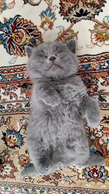 Pişiklər: Britan — 9