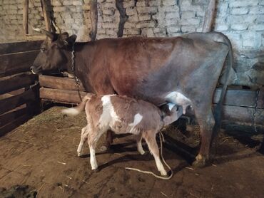 Inəklər, öküzlər: Dişi, il: 3, Damazlıq, Südlük, Ünvandan götürmə