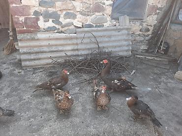Digər quşlar: Salam 3 diçi bir ekek təmiz sort ördəklərdi — 4